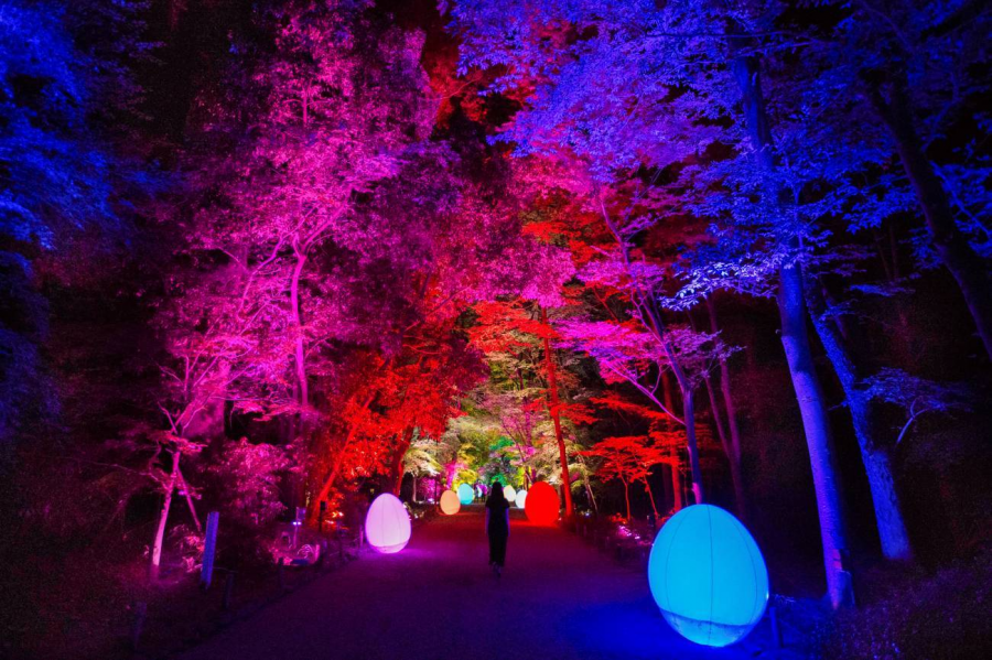 teamLab 下鴨神社 2019 相互呼應的森林與自立呼應的生命 - 下鴨神社 糺之森_c1.pn