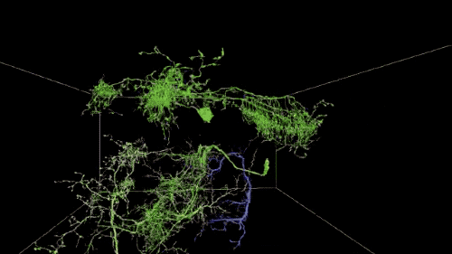 Drosophila3.gif