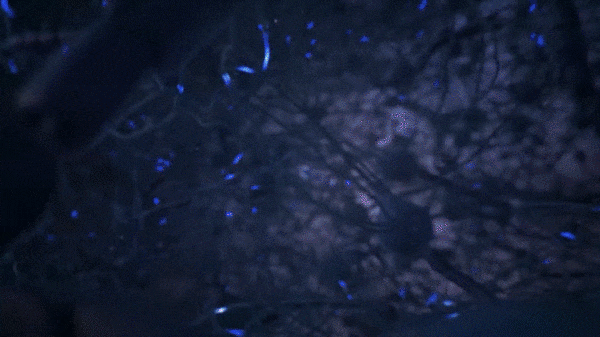 Drosophila6.gif