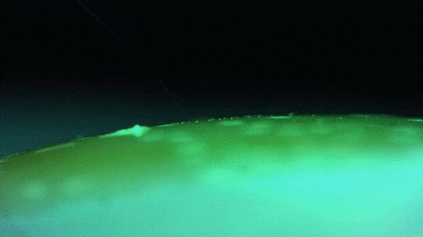 Drosophila7.gif