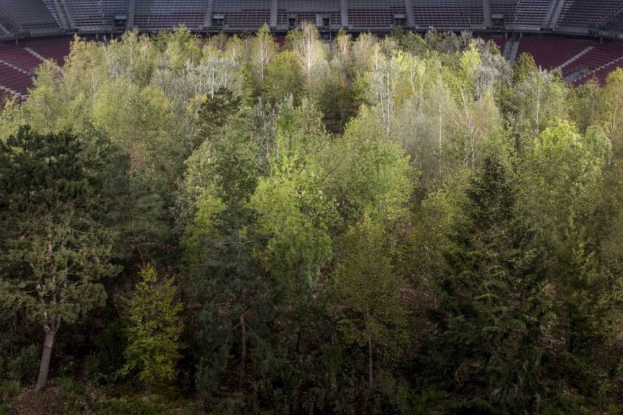 For Forest-08.jpg