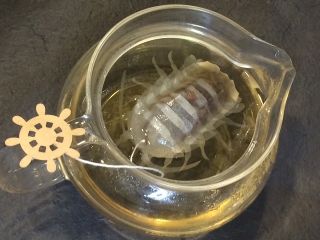 海洋生物茶包08.jpg