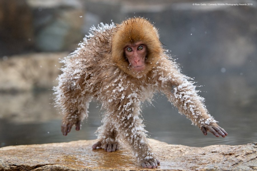 2019搞笑野生動物獎-入圍作品.jpg