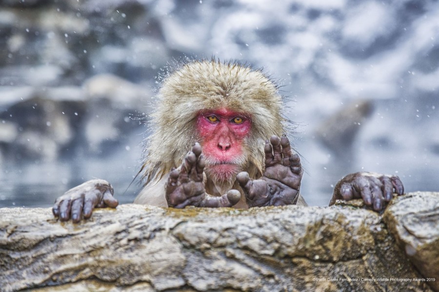 2019搞笑野生動物獎-入圍作品.jpg