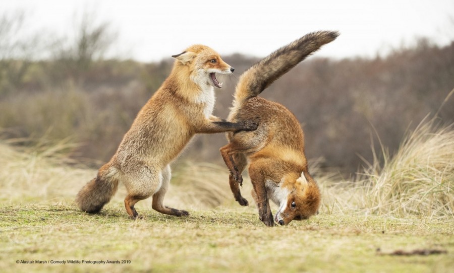 2019搞笑野生動物獎-入圍作品.jpg