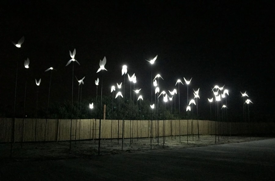 2019 白晝之夜 候鳥 盂施甫.jpg