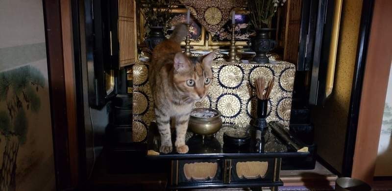 佛光貓抓板 02_ twitter blackcatstail.jpg
