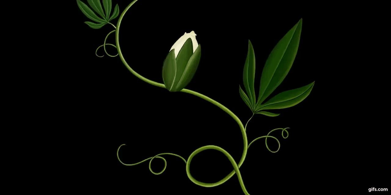 植物動畫_Story of Flowers_16
