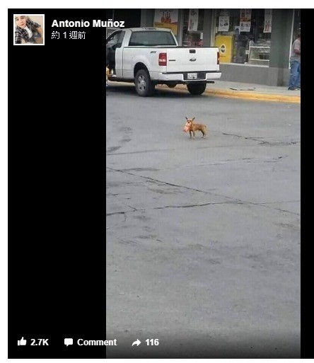 吉娃娃