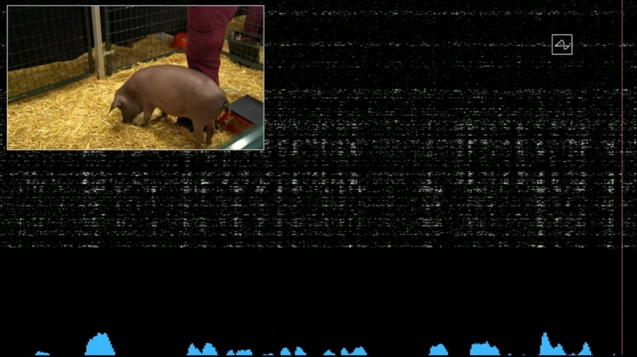 Neuralink pig