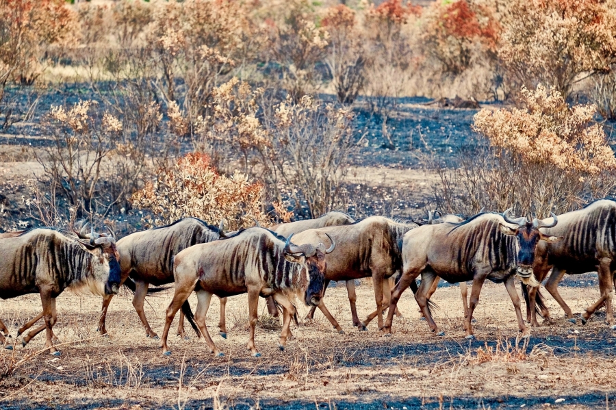Migration