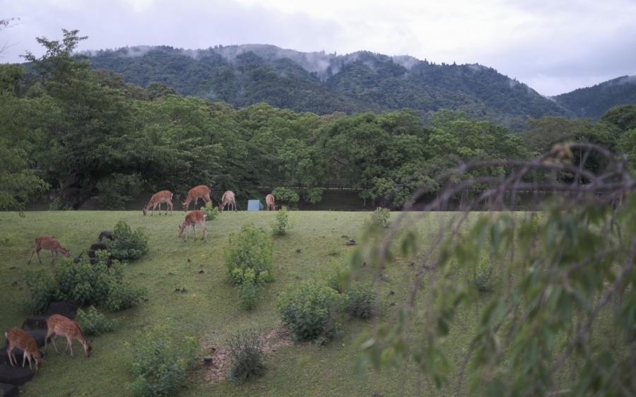 與自然永續共生的新型態住宿 日本旅宿 Miroku 奈良 體現在地設計工藝 邀咖啡名店監監修菜單 Shoppingdesign