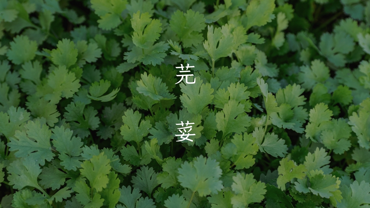 第一套台灣楷書字型「芫荽」開放免費下載