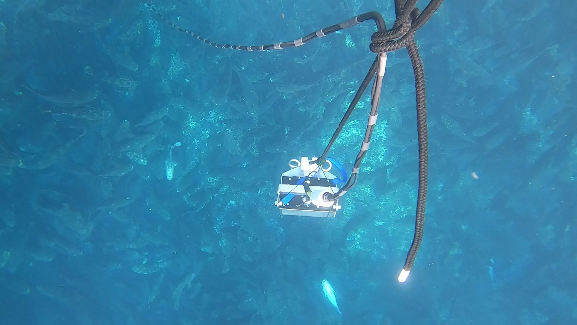 海盛科技＿養好魚系統水下攝影機
